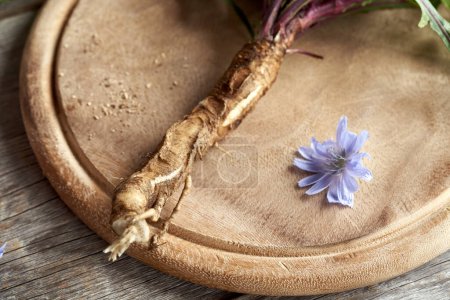Photo for Fresh chicory root with blue succory flowers on a wooden table - Royalty Free Image