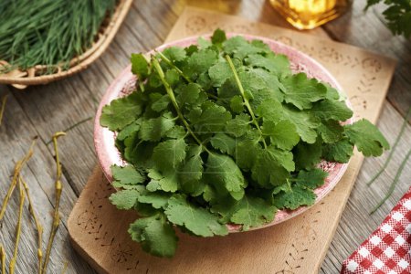 Fresh tetterwort or greater celandine leaves on a plate - preparation of herbal tincture