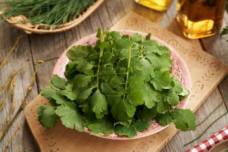 Fresh tetterwort or greater celandine leaves - ingredient for herbal tincture on a table