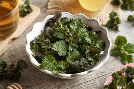 Fresh young stinging nettle leaves harvested in early spring in a bowl