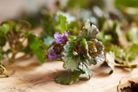 Fresh ground-ivy flowers and leaves on a table, closeup. Medicinal herb.