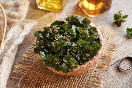 Fresh ground-ivy leaves in a bowl on a table, closeup. Medicinal herb.