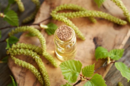 A bottle of essential oil with birch tree branches with catkins and very young leaves harvested in spring