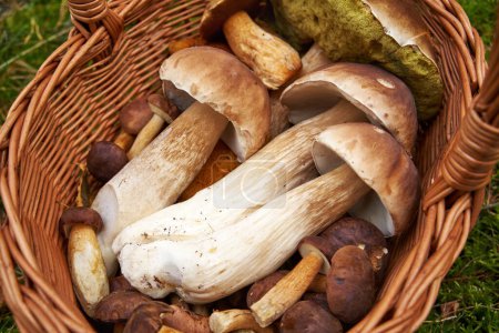 Beautiful wild bolete or porcini mushrooms harvested in a basket outdoors in a forest