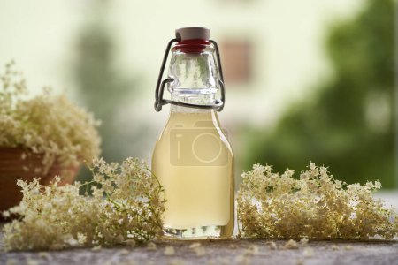 Téléchargez les photos : Sirop de fleurs de sureau dans une bouteille en verre avec des fleurs fraîches à l'extérieur - en image libre de droit