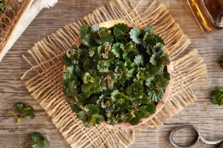 Feuilles fraîches de lierre moulu dans un bol sur une table, vue de dessus. Plante comestible sauvage récoltée au printemps.