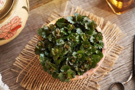 Young ground-ivy leaves harvested in spring, top view