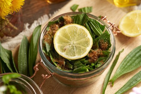 Preparation of ribwort plantain syrup for cough from fresh leaves harvested in spring, sugar and lemon