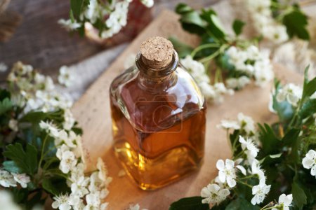 A transparent glass bottle of herbal tincture with fresh hawthorn or Crataegus laevigata flowers in spring