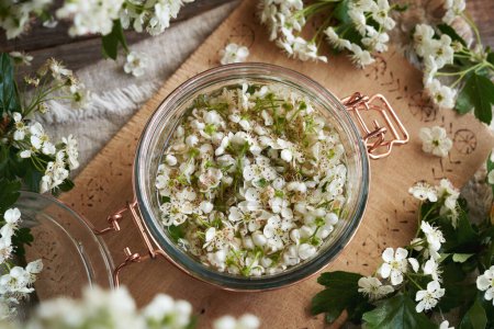 Ein Glas gefüllt mit frischen Weißdornblüten und Alkohol, um hausgemachte Kräutertinktur zuzubereiten, Draufsicht
