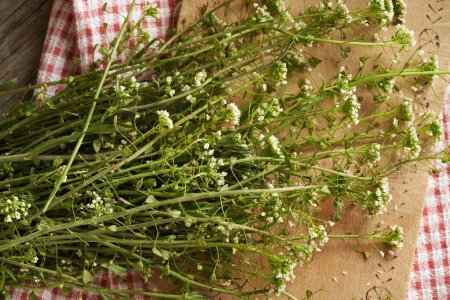 La hierba floreciente del bolso del pastor en una mesa - ingrediente para la tintura de hierbas, vista superior