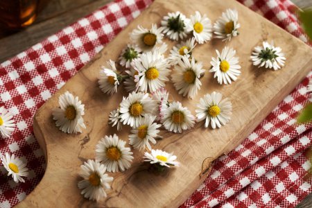 Fresh lawn daisy flowers on a wooden cutting board - ingredient for herbal syrup, close up