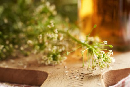 Floraison herbe sac à main de berger sur une table avec une bouteille de teinture à base de plantes en arrière-plan
