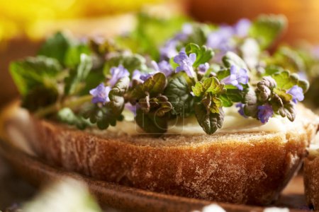 Fresh ground-ivy flowers and leaves harvested in spring on a slice of sourdough bread, close up