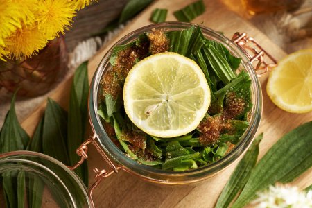 Preparation of ribwort plantain syrup for cough from fresh Plantago lanceolata leaves, sugar and lemon