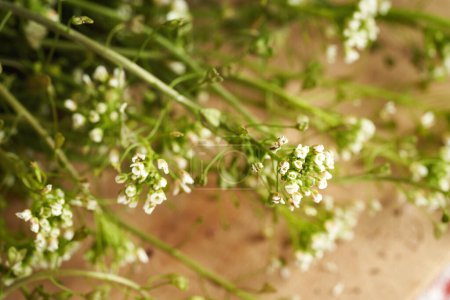 La hierba floreciente del monedero del pastor sobre la mesa - el ingrediente para la tintura herbal, el primer plano