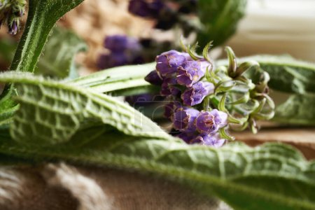Primer plano de la consuelda o planta de punto en flor fresca sobre una mesa - ingrediente para la medicina herbal