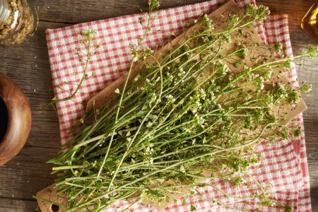 La hierba floreciente del monedero del pastor sobre una mesa - ingrediente para la medicina herbal