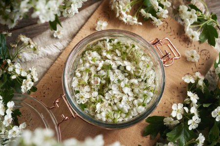 A jar filled with fresh hawthorn blossoms and alcohol, to prepare 1herbal tincture