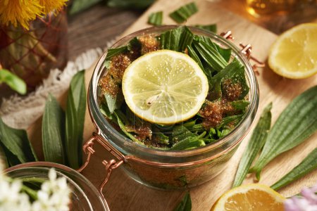 Preparation of ribwort plantain syrup for cough from fresh leaves, lemon and cane sugar