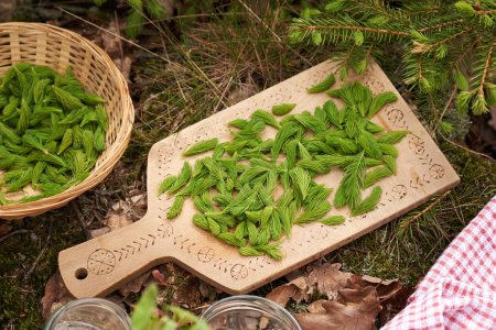 Téléchargez les photos : Conseils de jeunes épinettes récoltées au printemps dans la forêt - ingrédient du sirop maison à base de plantes - en image libre de droit