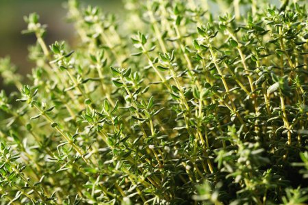 Photo for Fresh thyme herb growing outdoors on a garden in sunlight, close up - Royalty Free Image