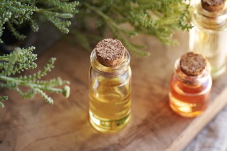 Eine Flasche ätherisches Öl der Aromatherapie mit frischer Santolina-Pflanze
