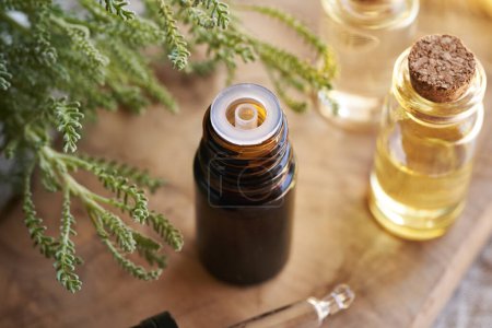 Eine braune Flasche ätherisches Öl mit Aromatherapie und frischer Santolina-Pflanze