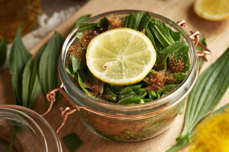 Preparation of ribwort plantain syrup for cough from fresh leaves, sugar and lemon