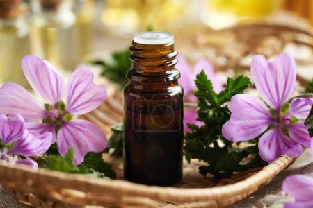 A brown bottle of mallow essential oil with fresh blooming malva sylvestris plant