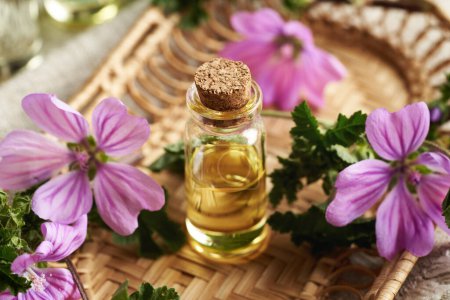 A bottle of mallow essential oil with fresh blooming Malva sylvestris plant