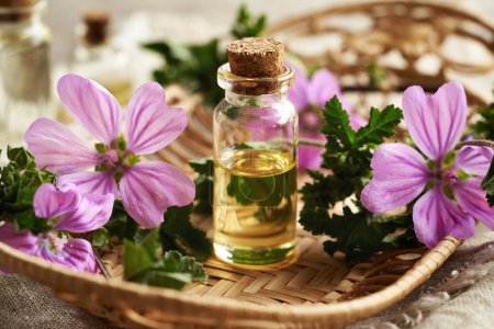 A transparent bottle of mallow essential oil with fresh blooming malva sylvestris plant on a table