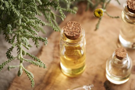 Eine Glasflasche Aromatherapie ätherisches Öl mit frisch blühenden Santolina-Pflanze