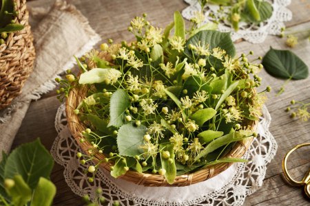 Weidenkorb voller frischer Linden- oder Tilia-Cordata-Blüten, die im Frühjahr geerntet werden