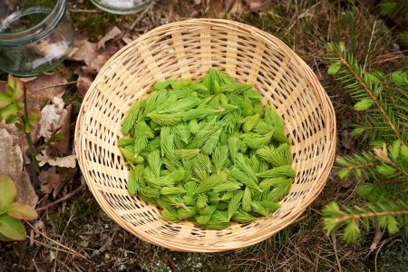 Young spruce tree tips harvested in spring in a wicker basket in the forest - ingredient for preparation of herbal syrup 