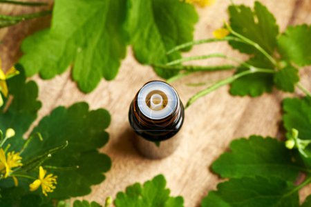 Une bouteille compte-gouttes brune de grande chélandine ou teinture de tetterwort avec une plante de Chelidonium majus à floraison fraîche