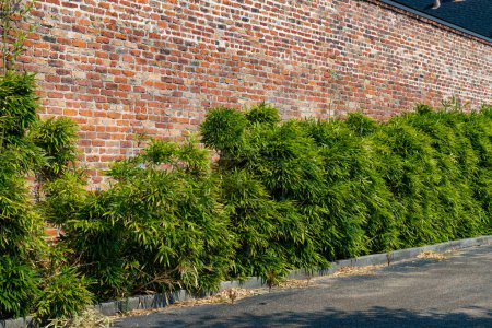 Photo for Long view of a tall retaining wall with old rusticated bricks and leafy shrubbery, creative copy space, horizontal aspect - Royalty Free Image