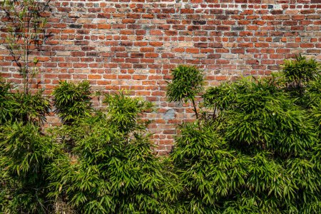 Photo for Wall with very old hand formed brick, leafy bushes foreground, renovation creative copy space, horizontal aspect - Royalty Free Image