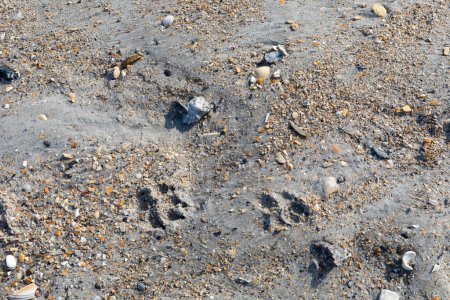 Huellas de perro en arena de playa húmeda, fragmentos de concha marina, cuidado de animales y fondo de viaje, aspecto horizontal