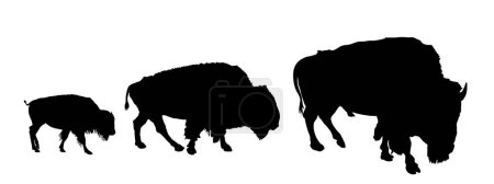 Téléchargez les illustrations : Drove of Bisons family vector silhouette illustration isolated on white background. Herd of Buffalo, symbol of America. Strong animal, Indian culture. Bison family shadow. Buffalo calf with parents. - en licence libre de droit