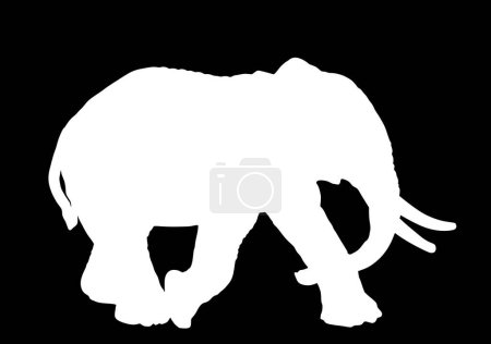 Illustration for Elephant male vector silhouette illustration isolated on black background. African animal, alert of poacher. Elephant shape shadow symbol. Safari attraction. - Royalty Free Image