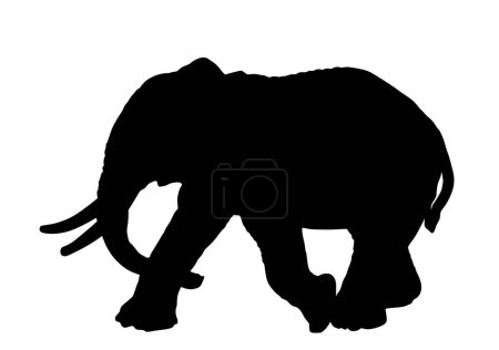 Illustration for Elephant male vector silhouette illustration isolated on white background. African animal, alert of poacher. Elephant shape shadow symbol. Safari attraction. - Royalty Free Image