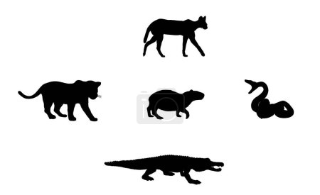 Illustration for Capybara natural enemies food chain ocelot, snake, jaguar, crocodile. Capybara vector silhouette illustration isolated on white background. Biggest rodent animal symbol. Hydrochaeris hydrochaeris. - Royalty Free Image