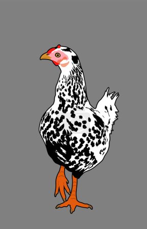 Chicken Vector Illustration isoliert auf dem Hintergrund. Hühnersymbol. Bauernfängerei. Biolebensmittel. Geflügelweibchen.