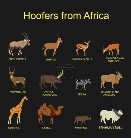 Illustration for Africa hoofers animals vector illustration isolated on black background. Antelope, gazelle, giraffe, camel, zebra, bush pig, Brahman cow, impala, Oryx, Gemsbuck, Ankole Watusi bull, eland, waterbuck. - Royalty Free Image