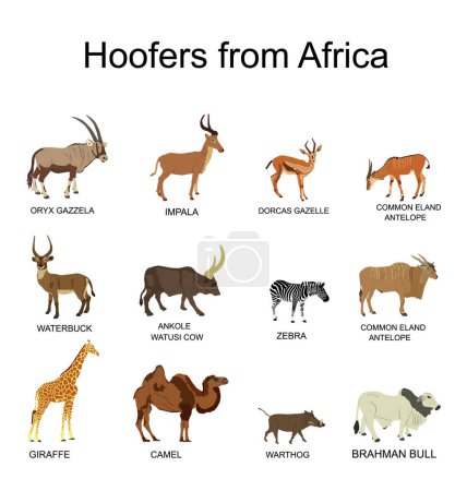 Illustration for Africa hoofers animals vector illustration isolated on white background. Antelope, gazelle, giraffe, camel, zebra, bush pig, Brahman cow, impala, Oryx, Gemsbuck, Ankole Watusi bull, eland, waterbuck. - Royalty Free Image