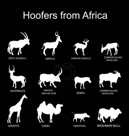 Illustration for Africa hoofers animals vector silhouette illustration isolated on black. Antelope, gazelle, giraffe, camel, zebra, bush pig, Brahman cow, impala, Oryx, Gemsbuck, Ankole Watusi bull, eland, waterbuck. - Royalty Free Image