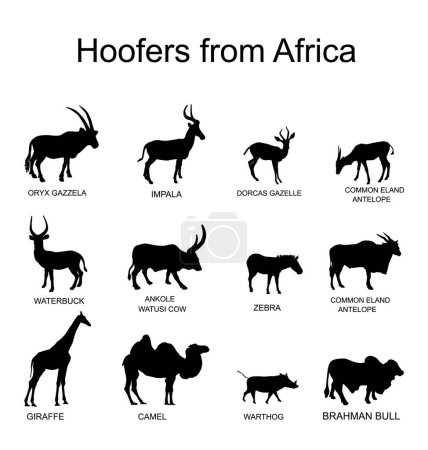 Illustration for Africa hoofers animals vector silhouette illustration isolated on white. Antelope, gazelle, giraffe, camel, zebra, bush pig, Brahman cow, impala, Oryx, Gemsbuck, Ankole Watusi bull, eland, waterbuck. - Royalty Free Image