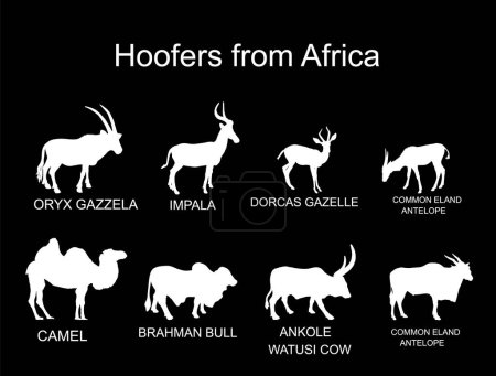 Illustration for Africa hoofers animals vector silhouette illustration isolated on black background. Antelope, gazelle, camel, Brahman cow, impala, Oryx, Gemsbuck, Ankole Watusi bull, eland, kudu. Safari wildlife. - Royalty Free Image