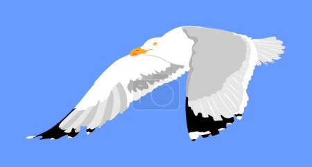Illustration for Seagull fly on blue sky background vector illustration, sea or ocean bird with spread wings. Bird fly silhouette. - Royalty Free Image